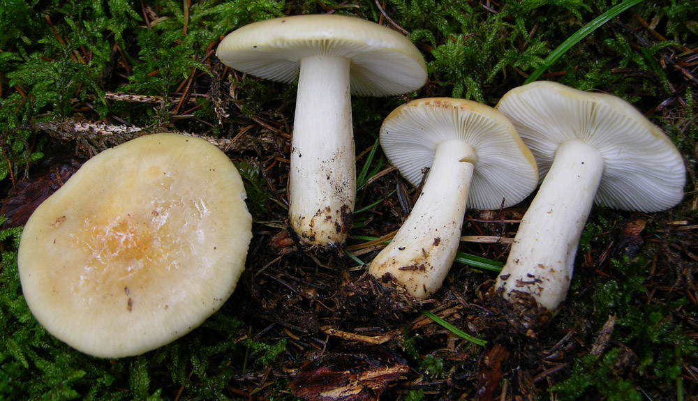 Conferma per Russula ochroleuca.